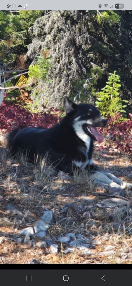Male Pomsky image 1