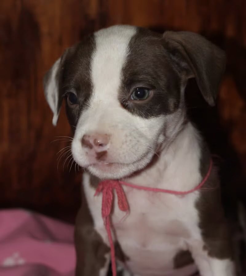 LAB PIT/BULLY MIX PUPPIES image 1