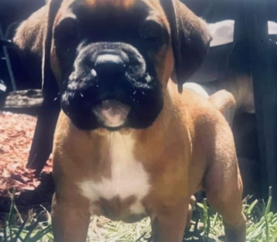 Boxer image 5