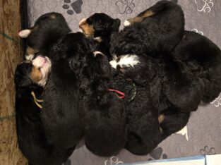 Limited AKC Registered Bernese Mountain Puppies