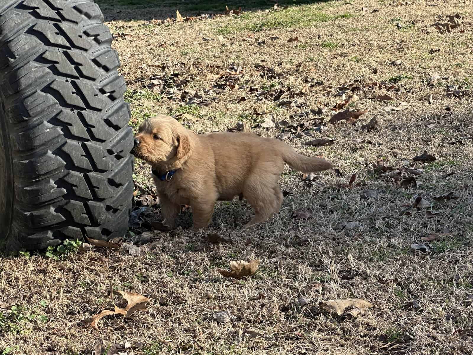 AKC Golden Retriever pups image 5