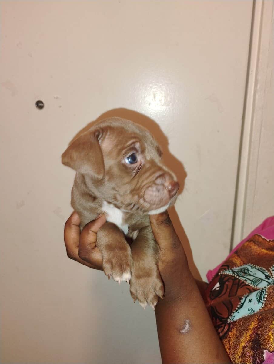 Corso pit mix image 6