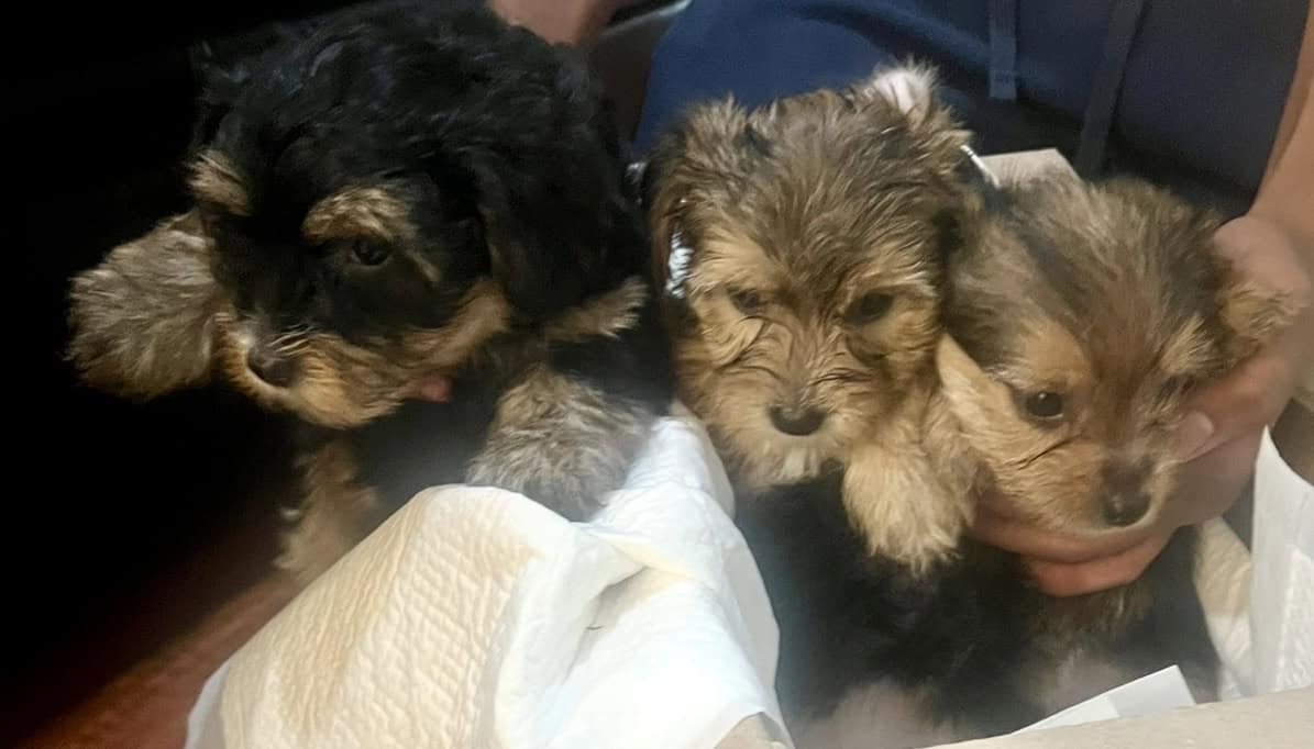 Holiday- Yorkshire Terrier Puppies Available image 6