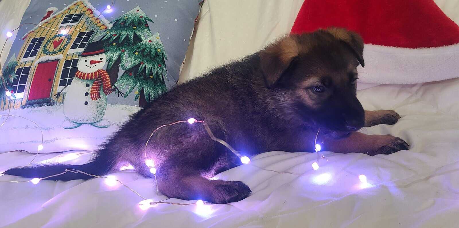 Wolf /German Shepherd Puppies - Sundae image 5