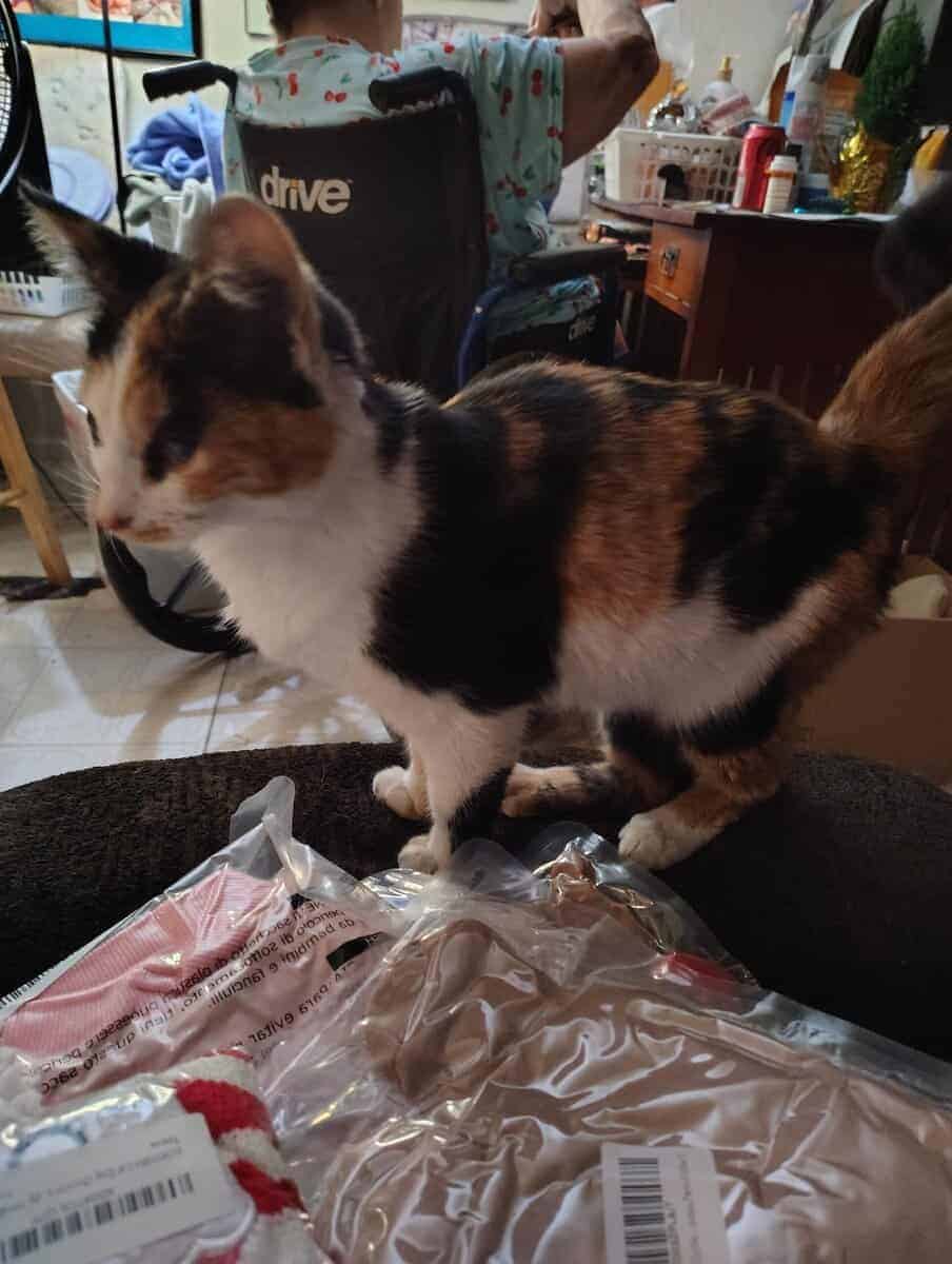Beautiful Calico Female 6 to 8 months old. image 9