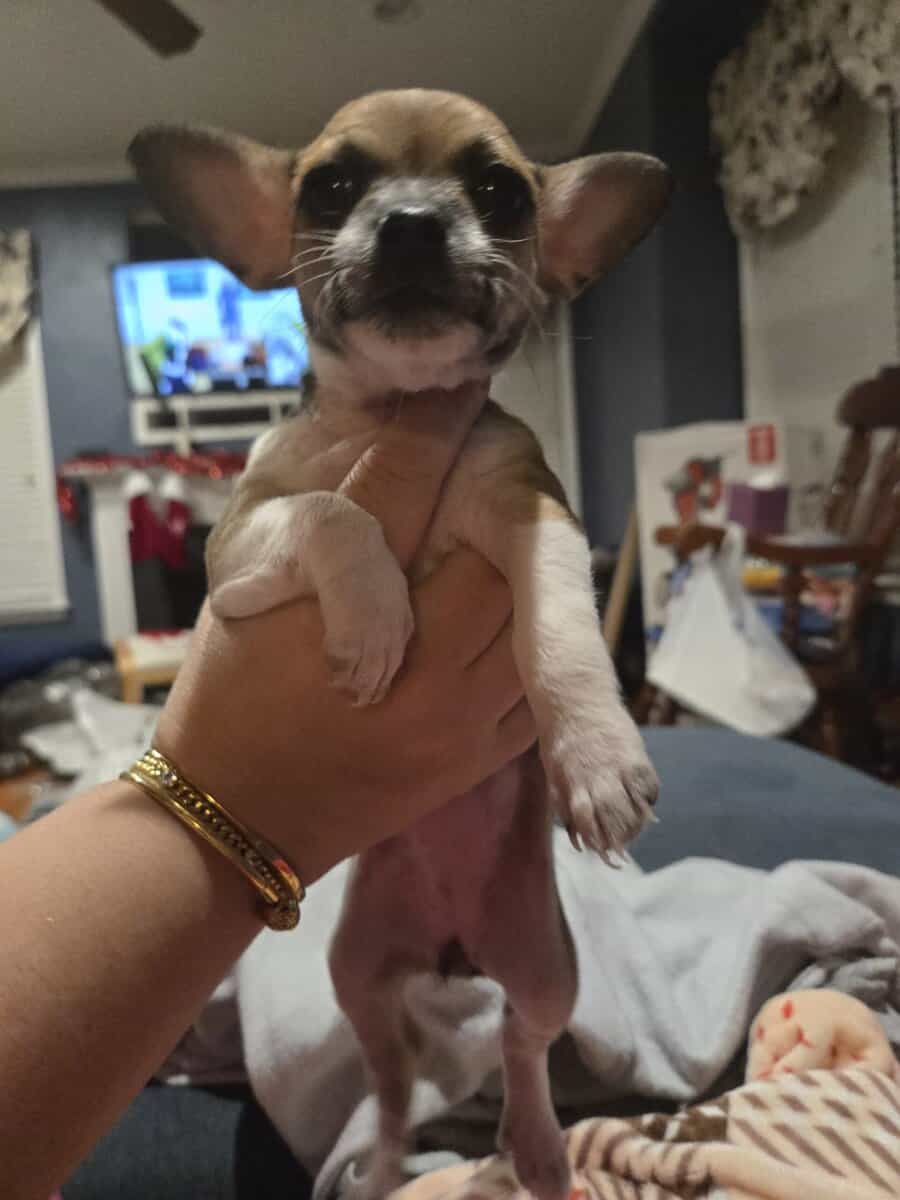 Chihuahua puppy image 2