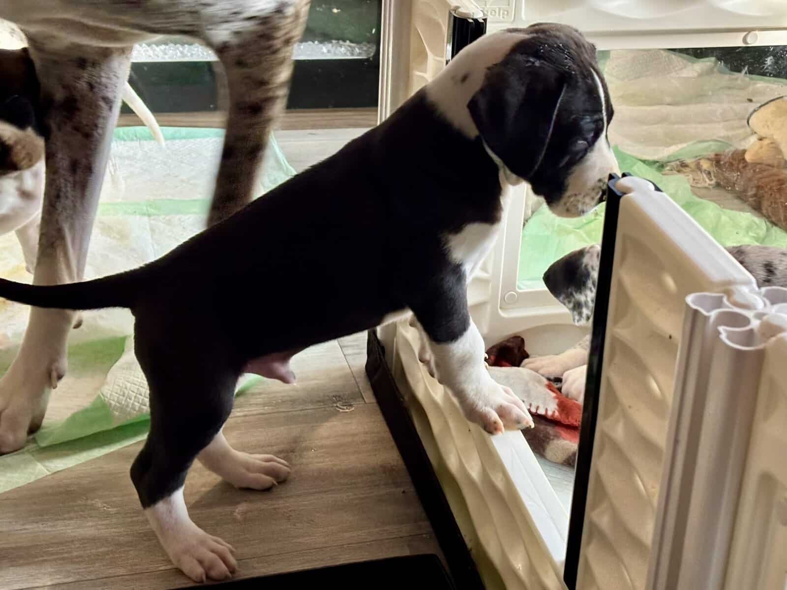 Great Dane puppies image 15