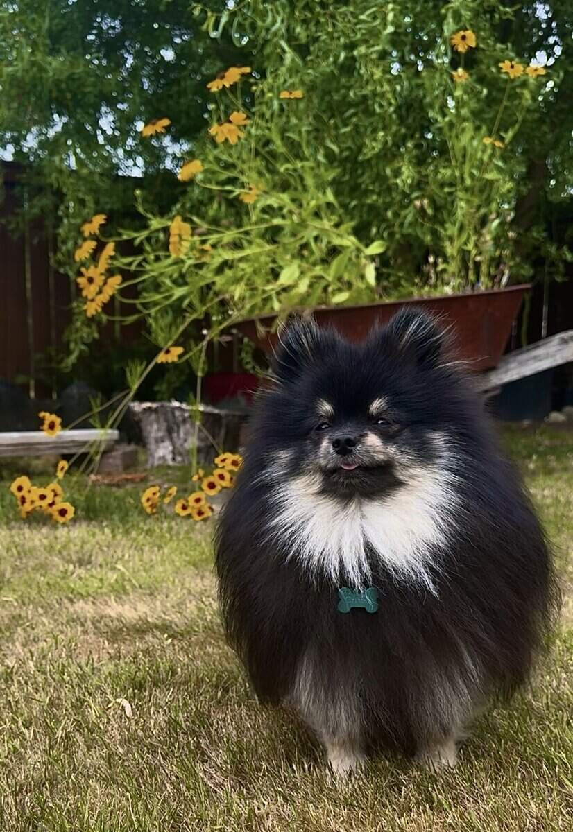Adorable Pomeranian Puppies image 18