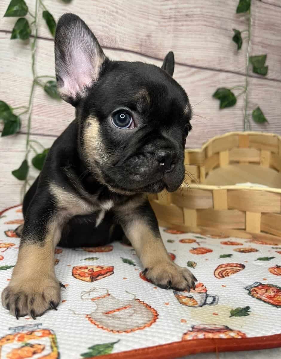 Frenchies image 3