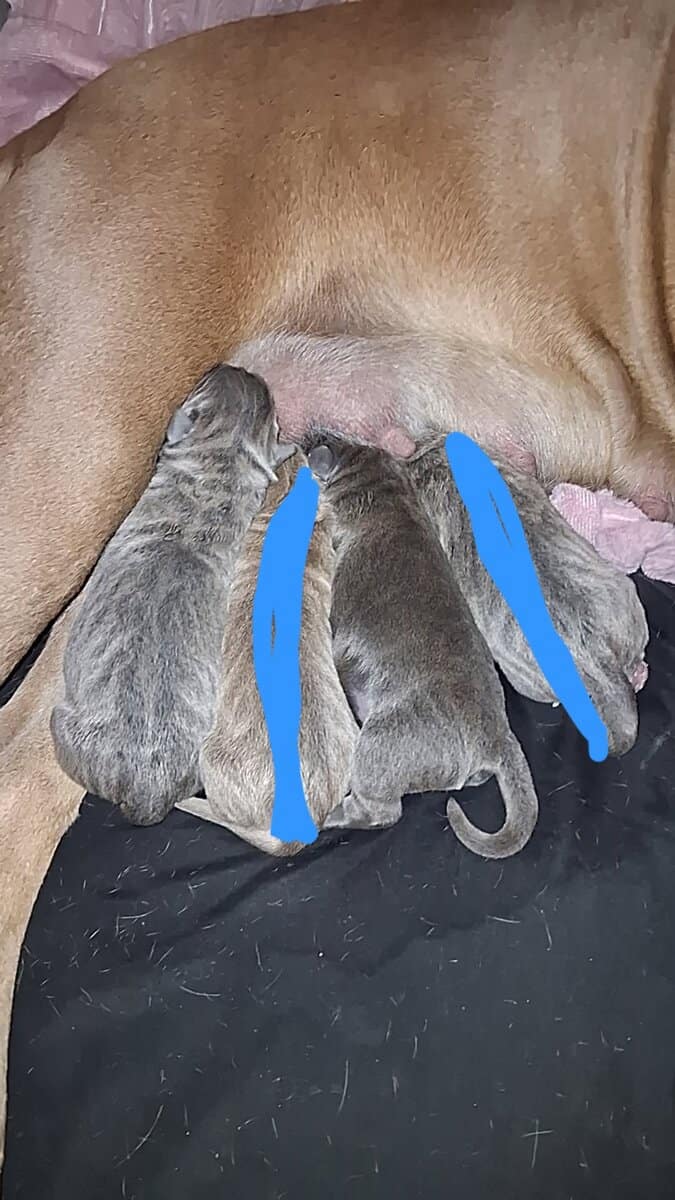 Cane Corso Puppies image 2