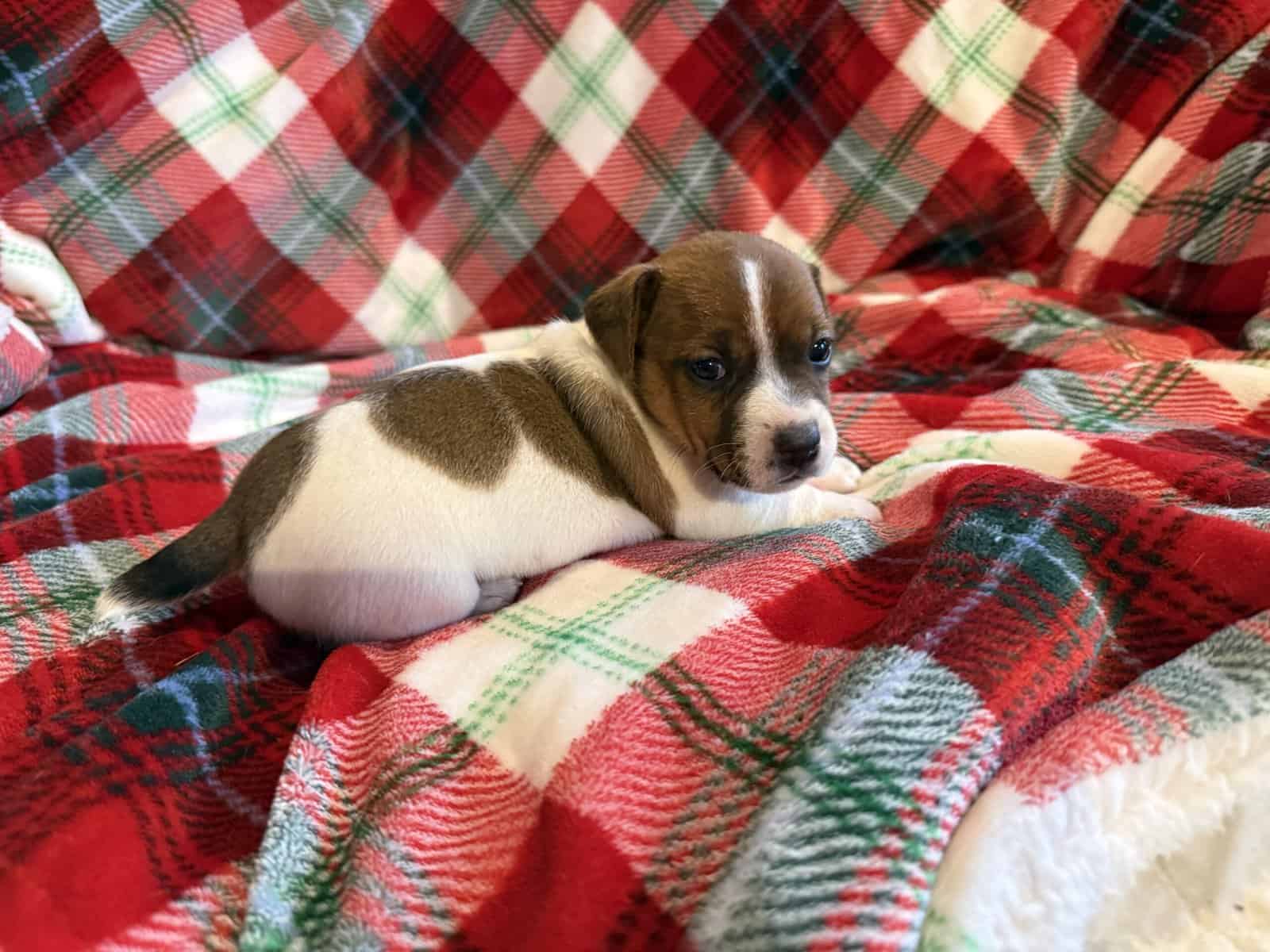 AKC JACK RUSSELL TERRIER PUPPIES “SHORTIES” image 1
