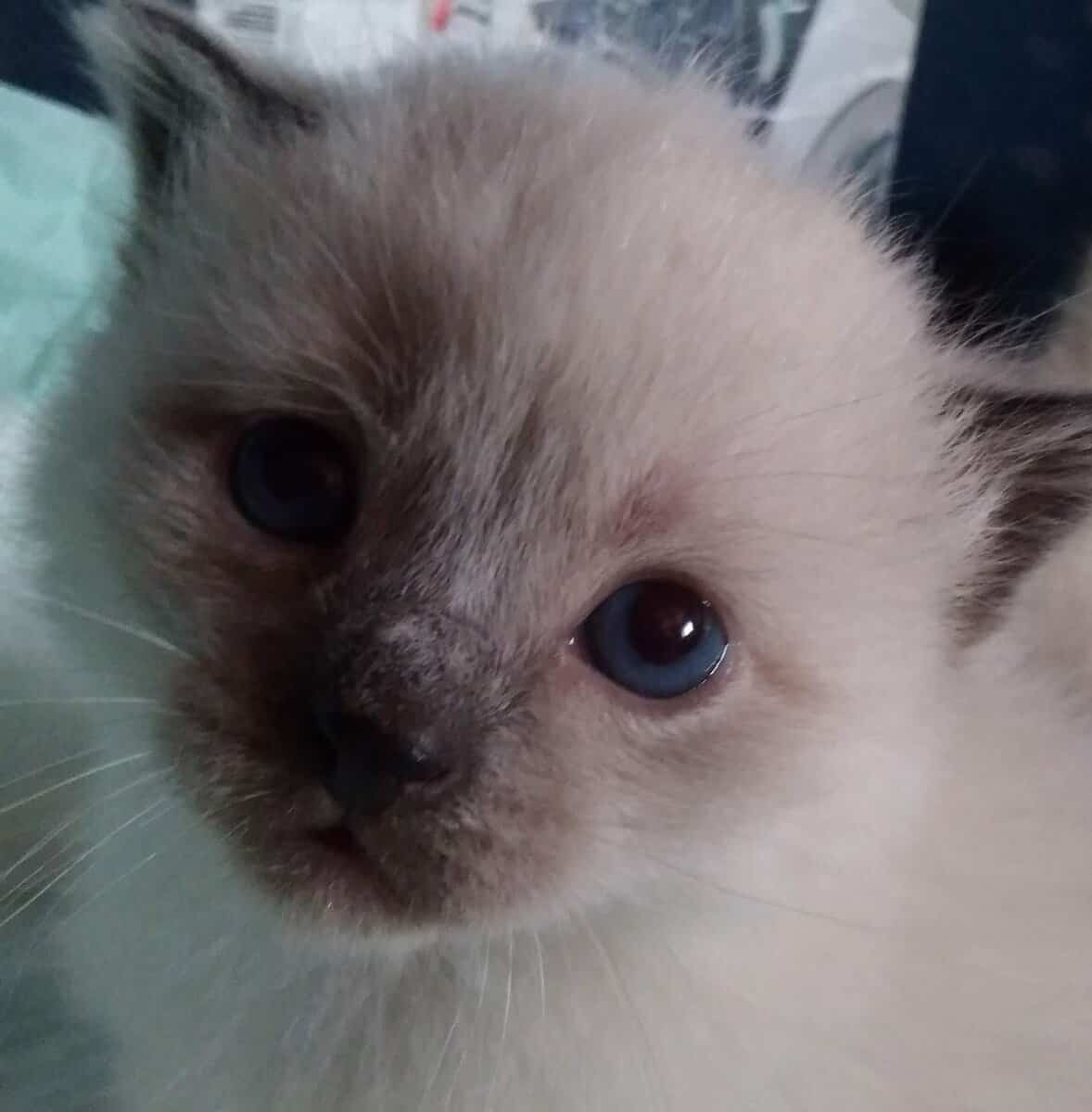 siamease kittens image 9