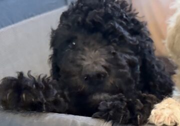 Standard Poodle Puppies