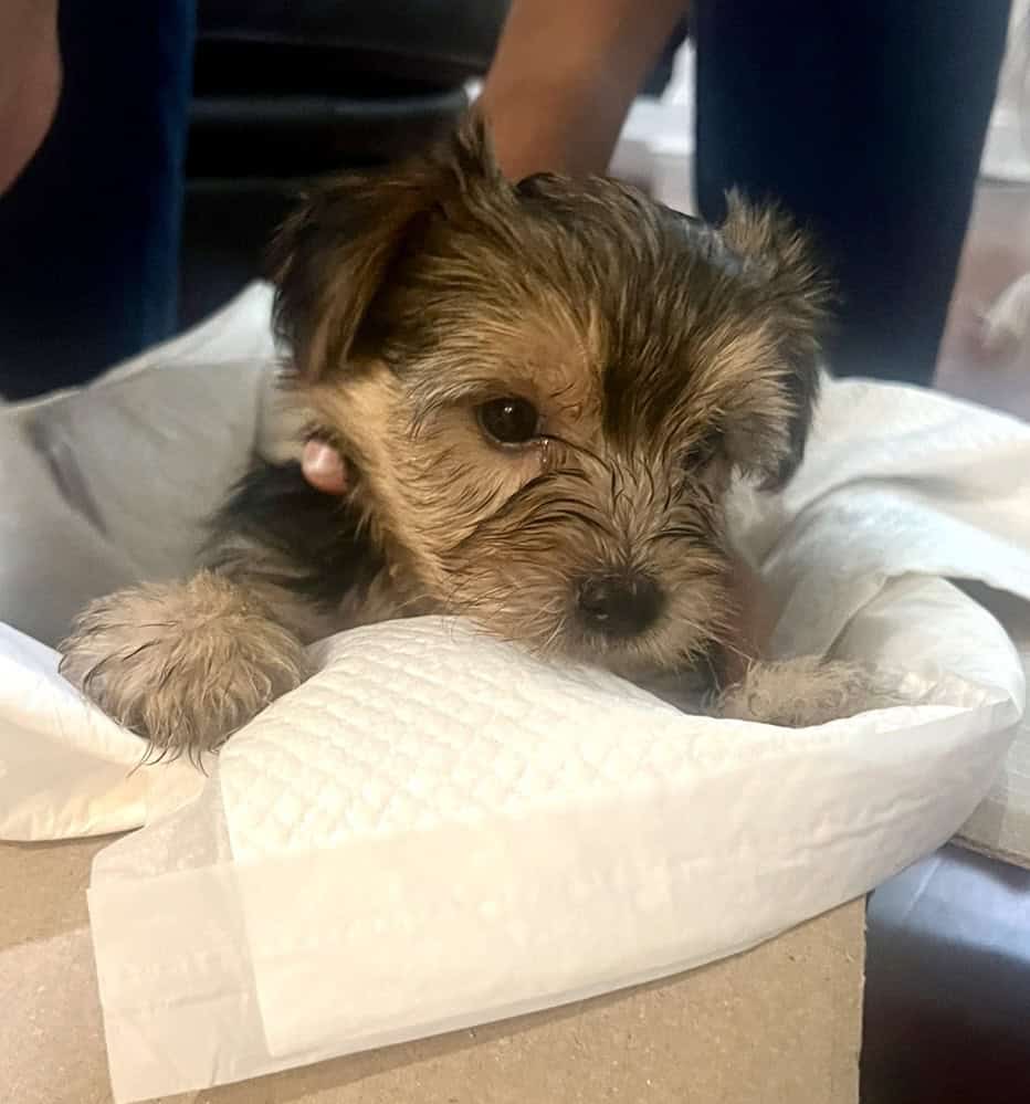 Holiday- Yorkshire Terrier Puppies Available image 3