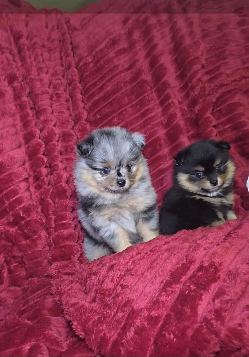 Pomeranians available image 7