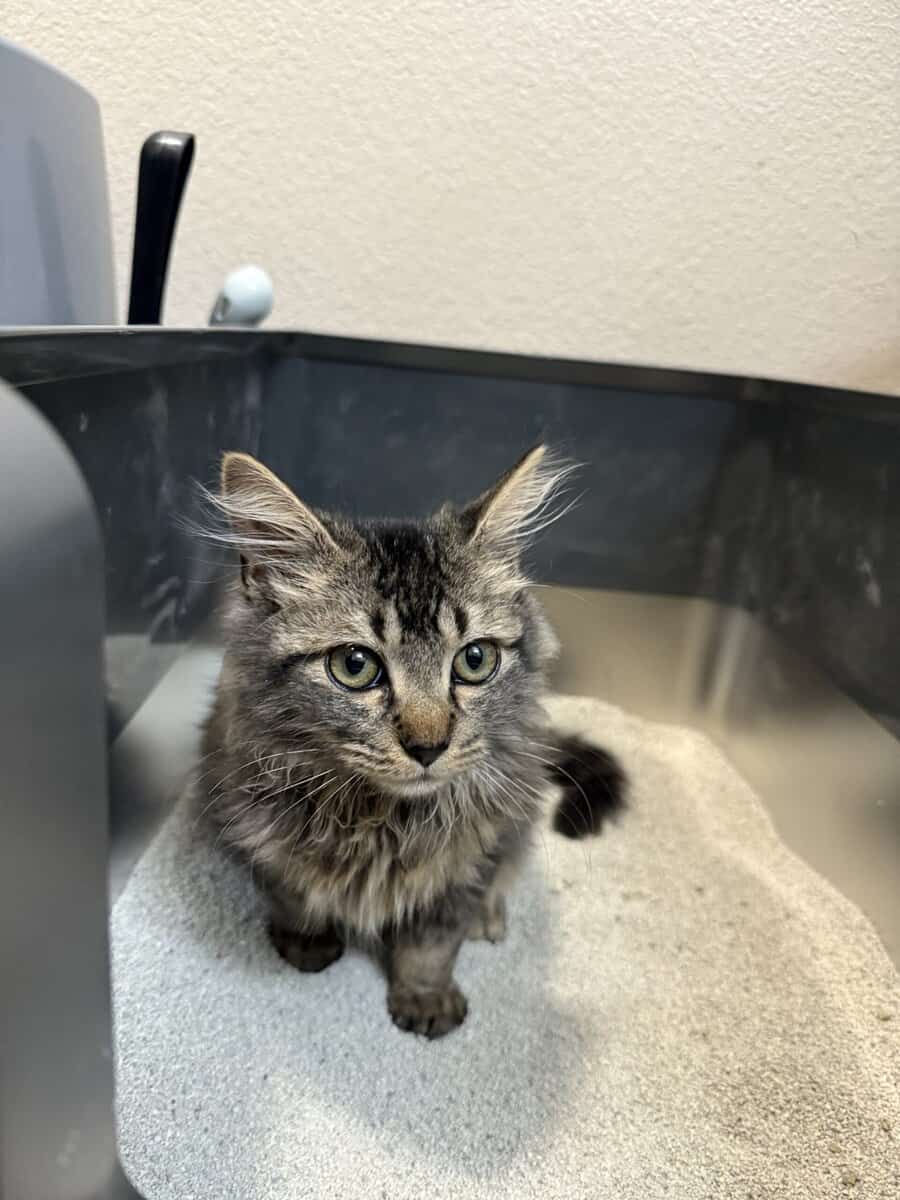 Kitten image 1