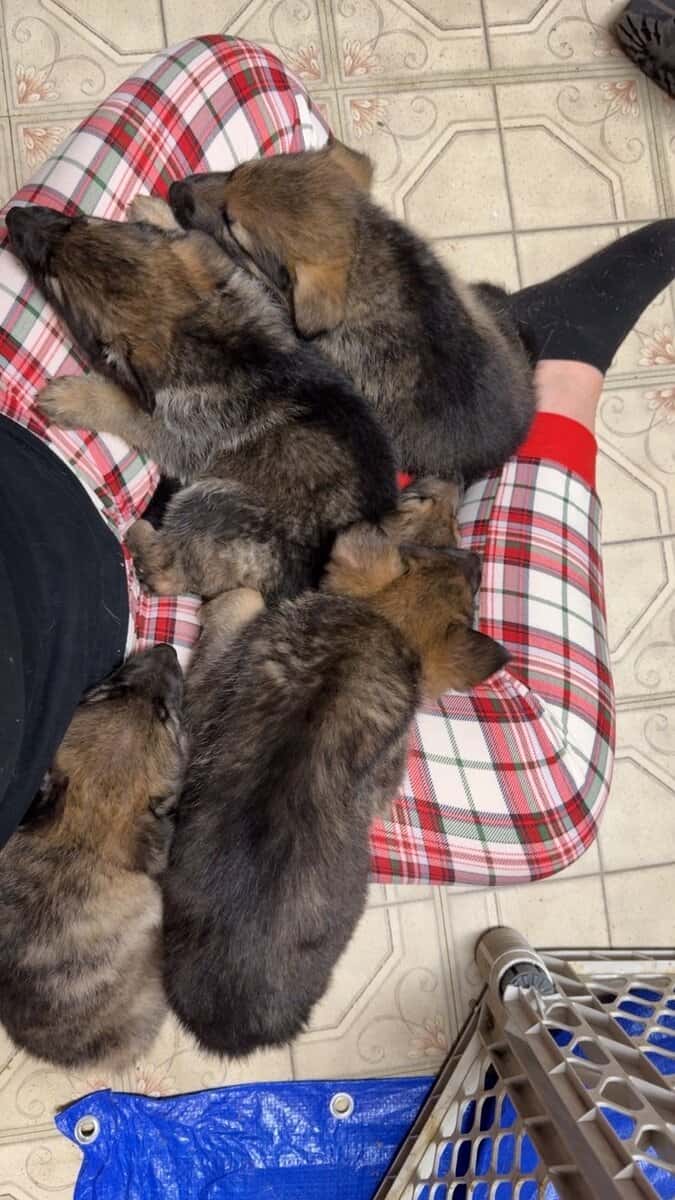 German shepherd puppies for sale image 1
