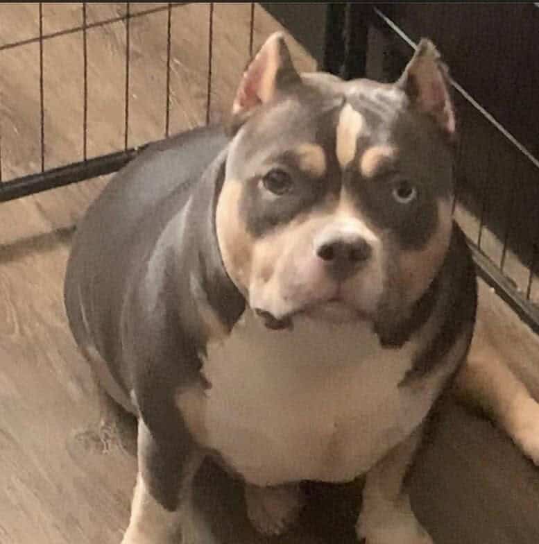 American bully image 1