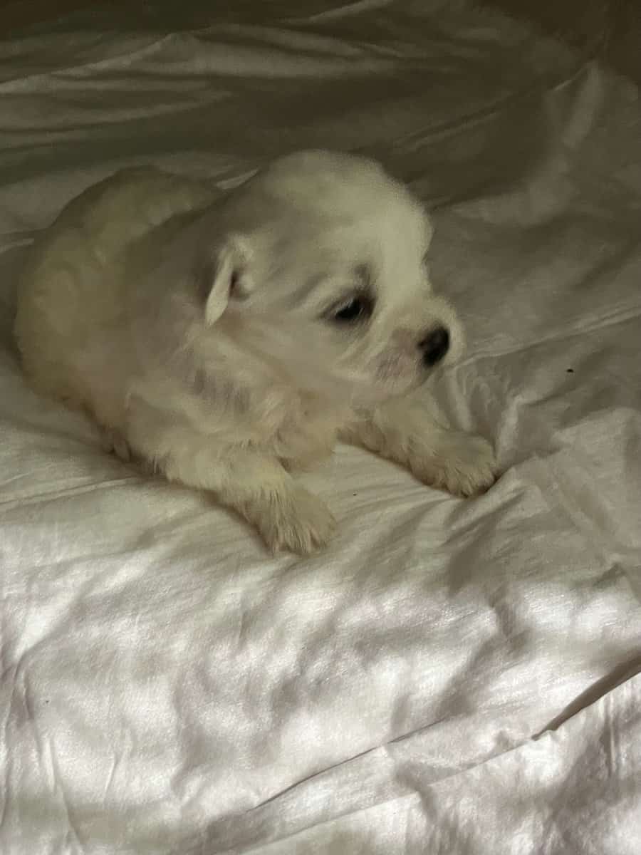 Maltese A.K.C. Male Puppies For Sale image 6