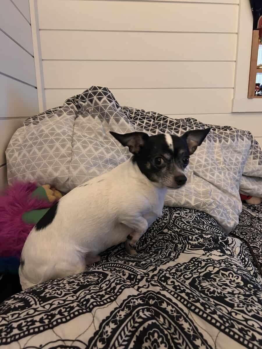 5 yr old chihuahua mix image 1