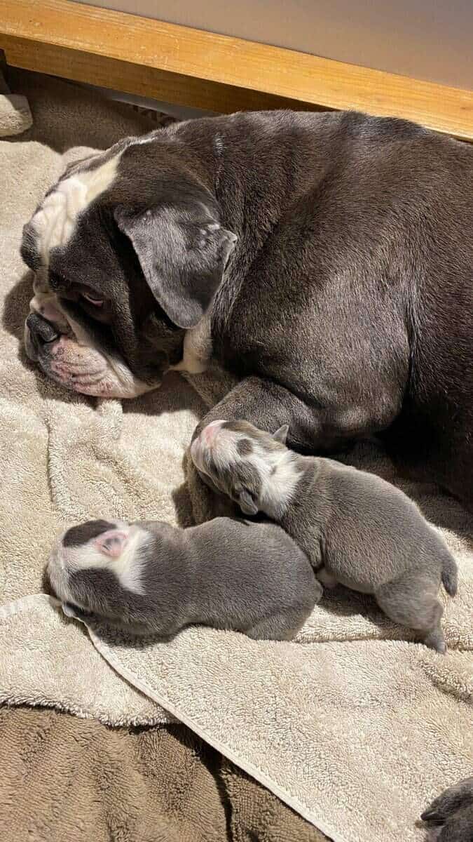Old English Bulldog image 2