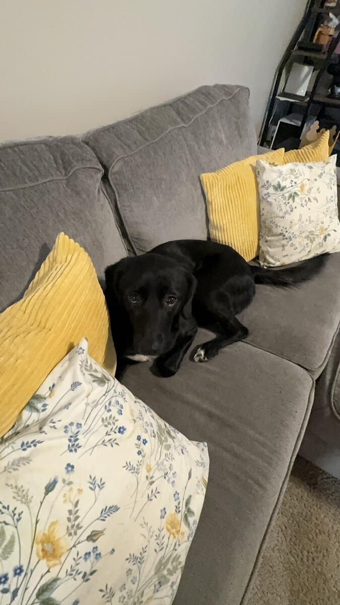 Meet Arya image 1