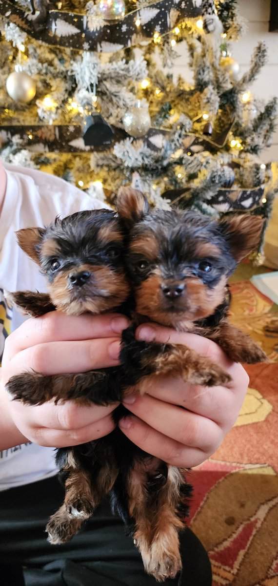 Teacup Yorkshire Terriers image 2