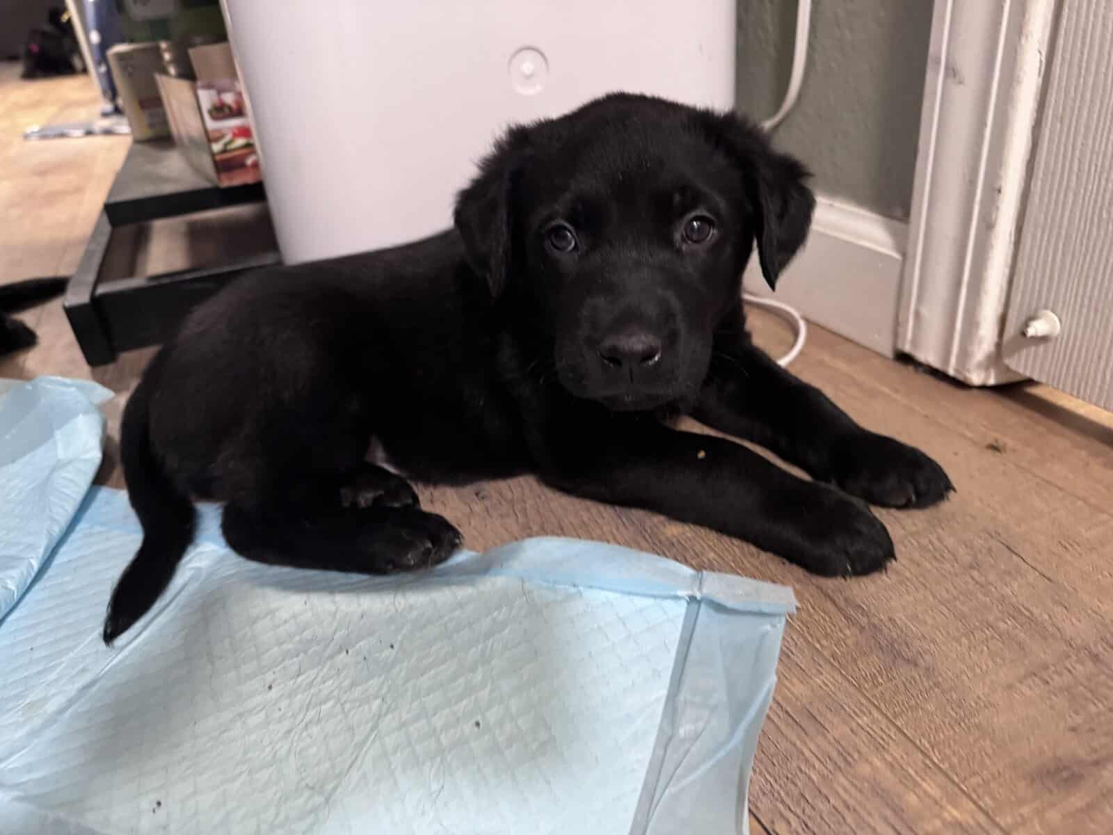 Cuddly, Sweet Belgian Malinois/Lab Puppies image 10
