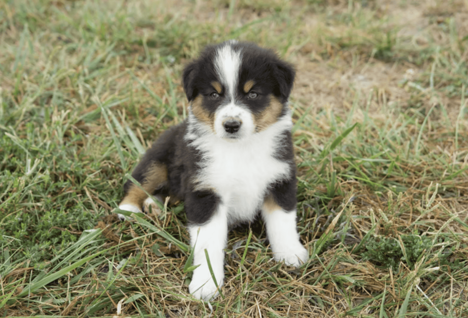 Pure Bred Australian Shepherd Puppies Due SOON! image 6