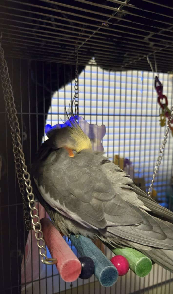 Male Cockatiel with cariers and food! image 3