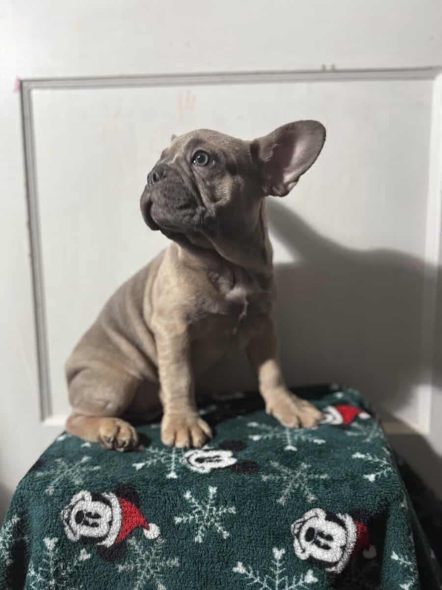 Campbell’s Fabulous Frenchies image 19