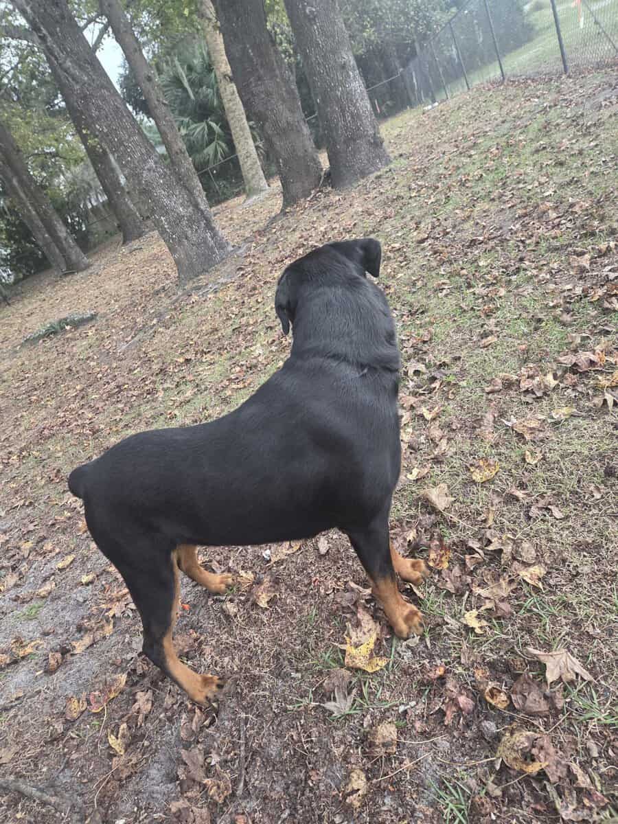Rottweiler image 2
