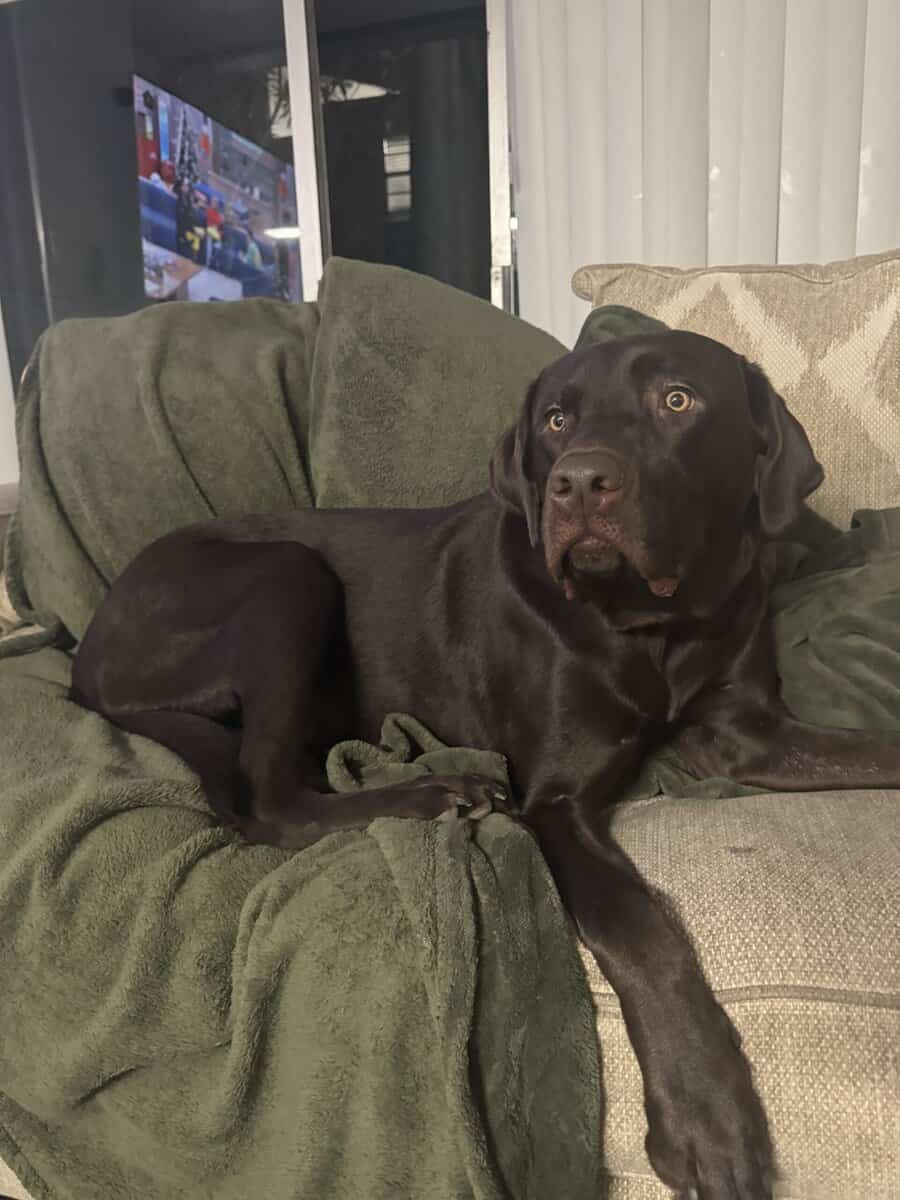 Chocolate Labrador image 4