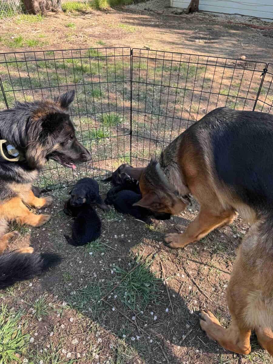 AKC German Shepherd Puppies image 3
