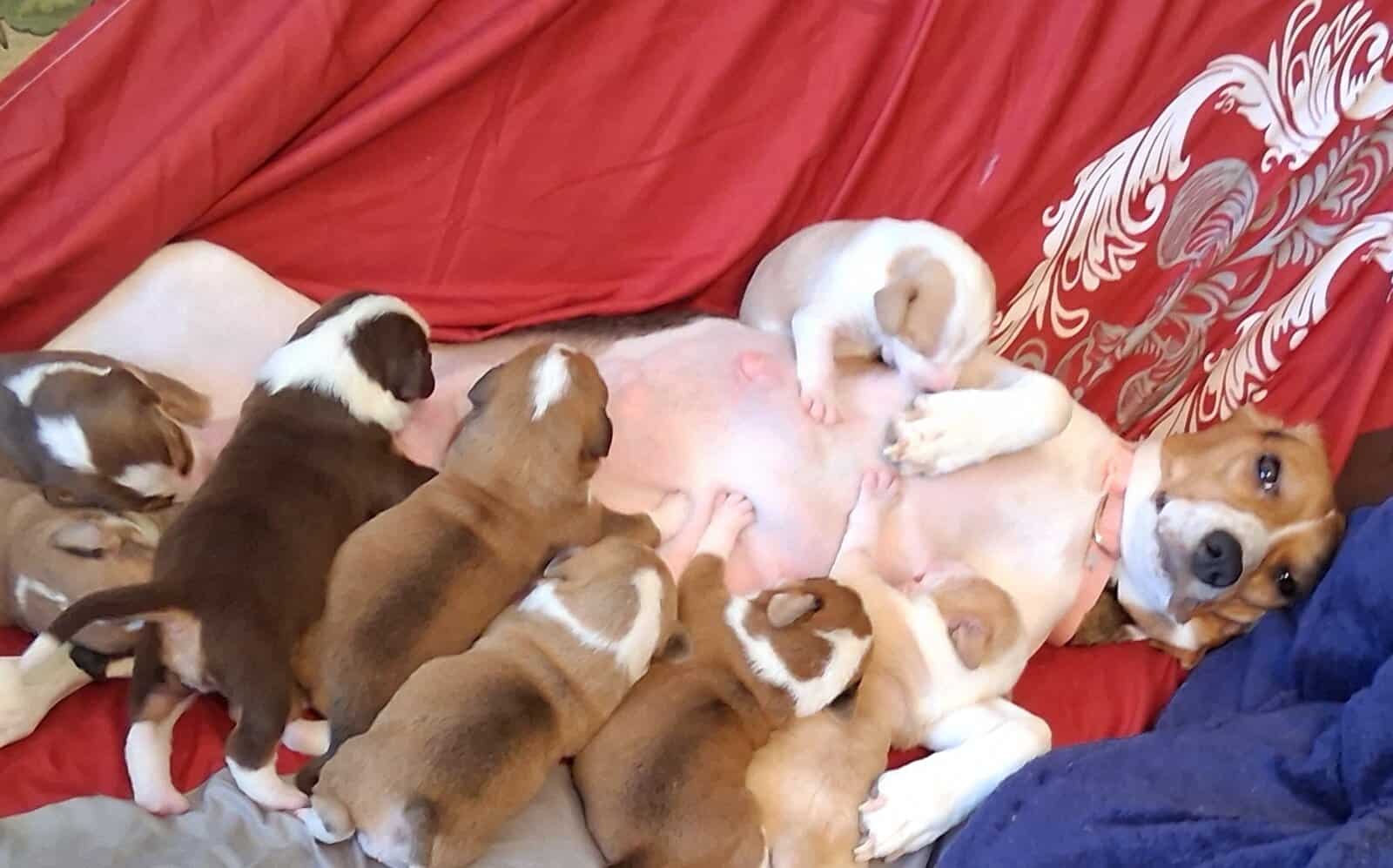 Bogle puppies (mom beagle full. Dad Boxer / lab) image 2