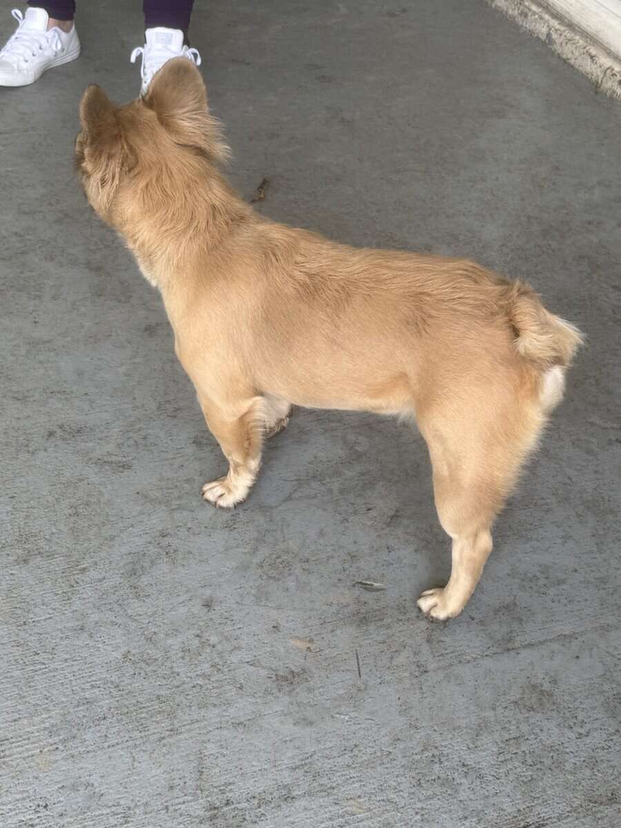 Fluffy female frenchie image 5