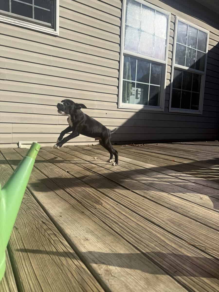 Rare Breed/Chi Staffy Bull pups /Designer Pups image 2