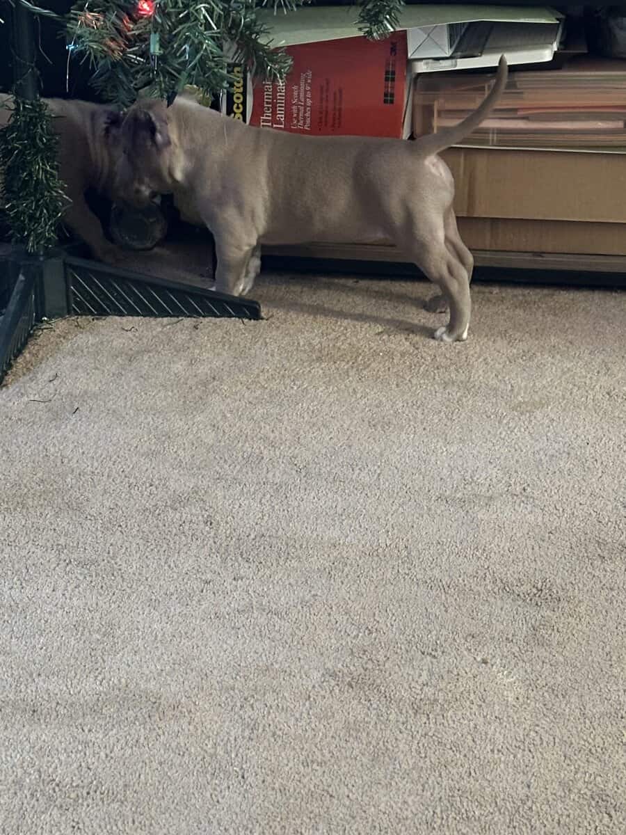 8 weeks American bullies image 4