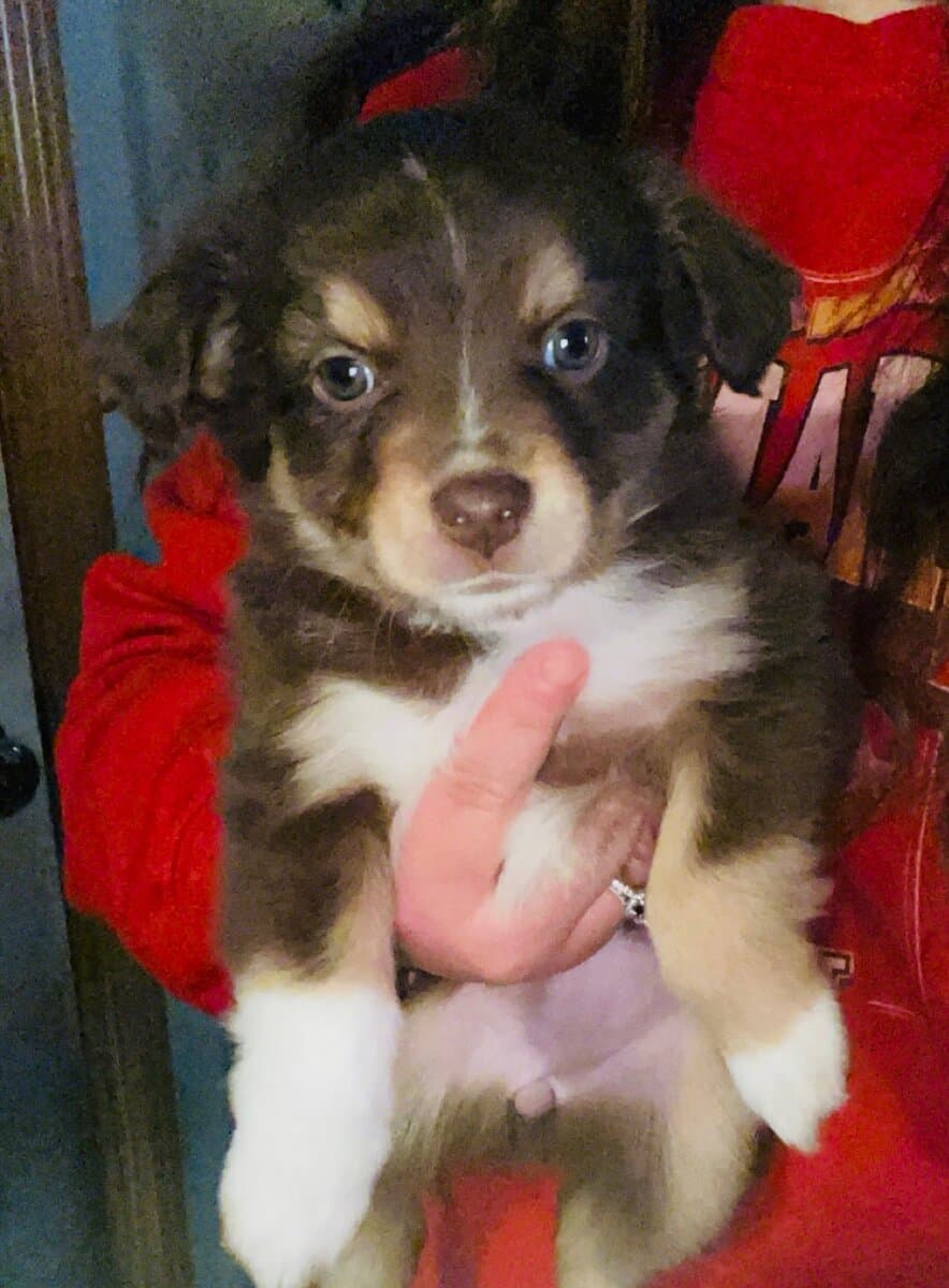 Minnie/toy aussie image 1