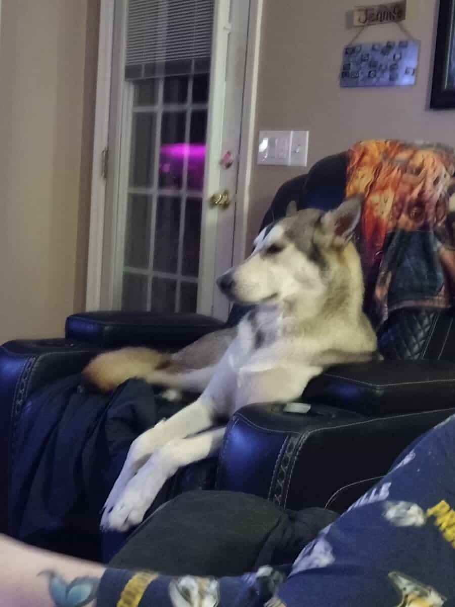 Free fixed Male German shepherd hepherd husky mix image 3