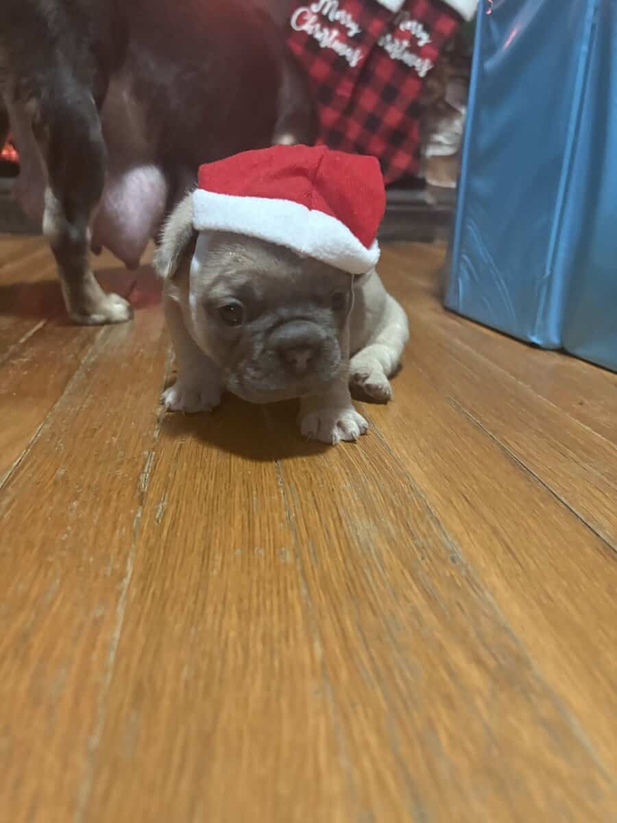 FRENCH BULLDOG PUPs image 2