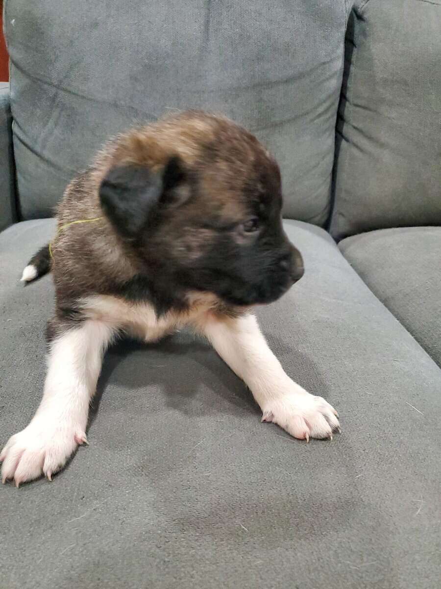 Anatolian Shepherds image 4
