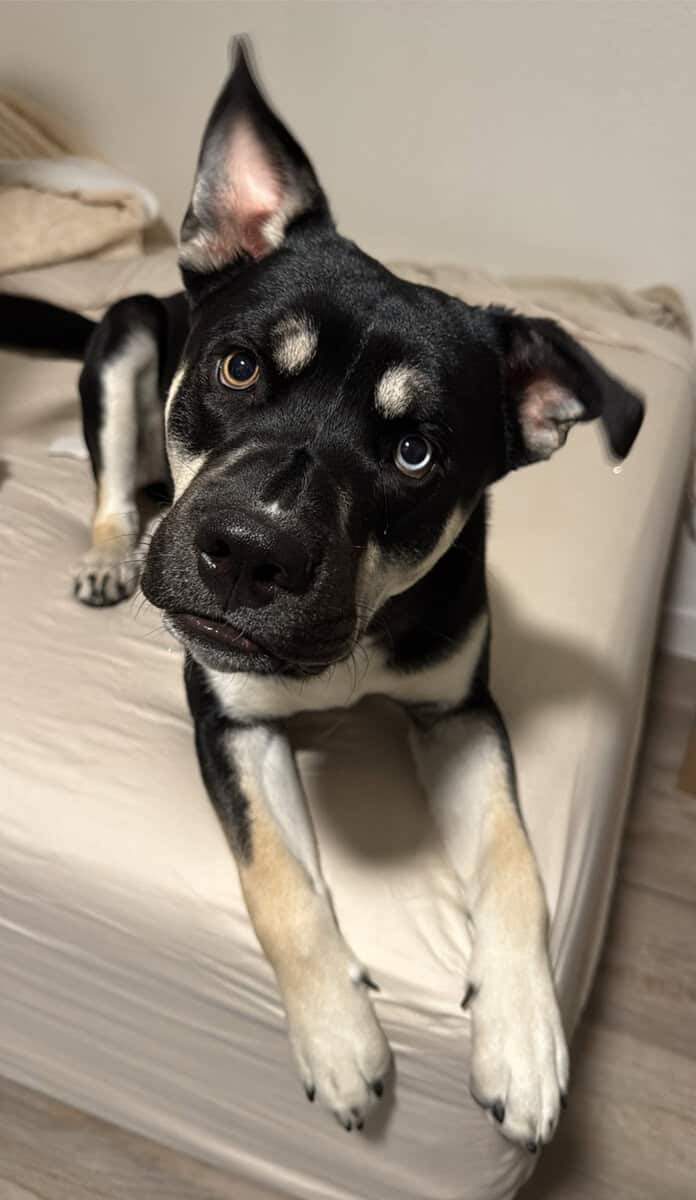 Rejoining for a dog image 2