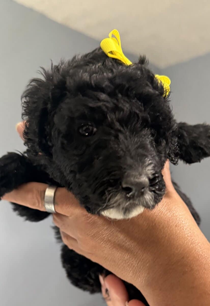 Goldendoodle image 9