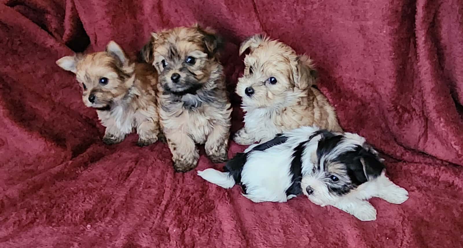 Morkie Puppies image 3