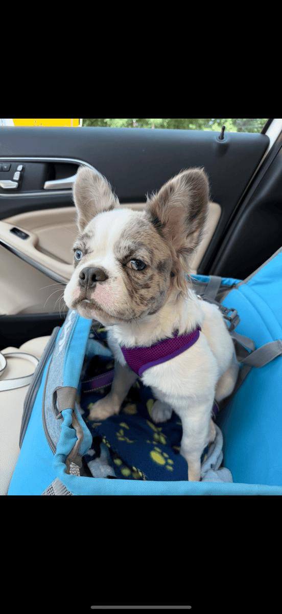 10 mo Fluffy French Bulldog image 1