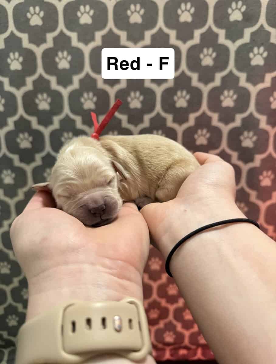 Golden Retriever Puppies image 8