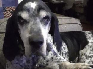 Senior Coonhound