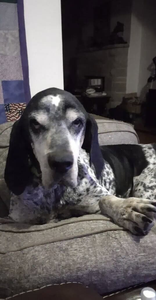 Senior Coonhound image 1