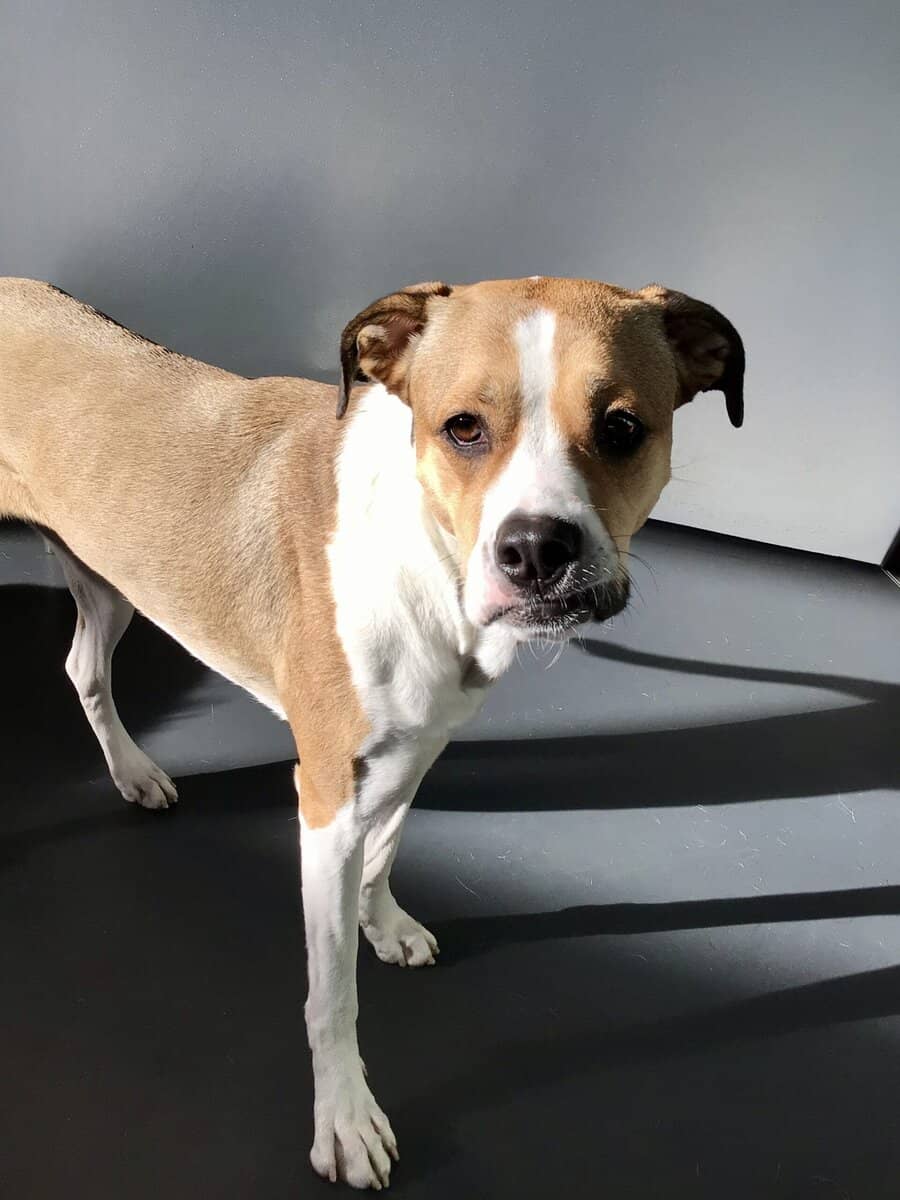 Blanche needs a home quickly! image 7